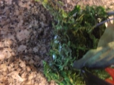 A collection of moss to add to the arrangement.