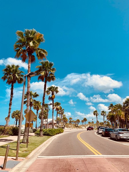 A palm tree lined street.