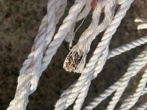 Some insect eggs on a hammock.