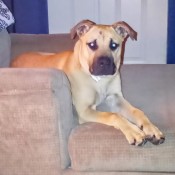 A dog sitting on a chair.