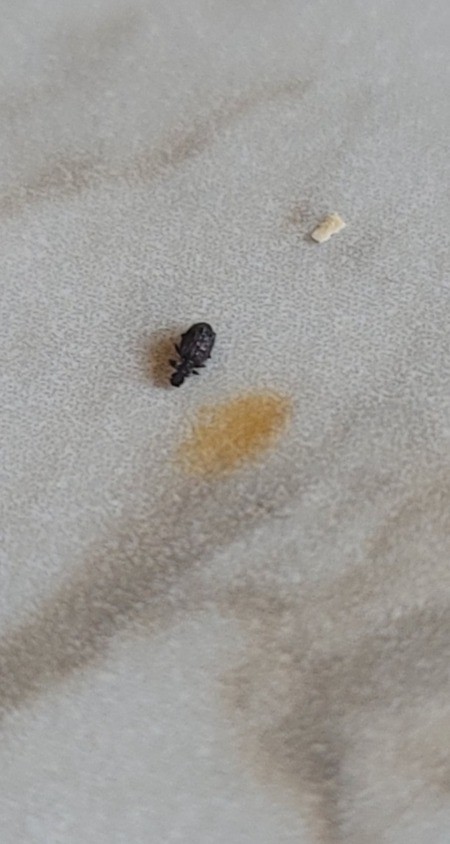 A small bug on a white surface.