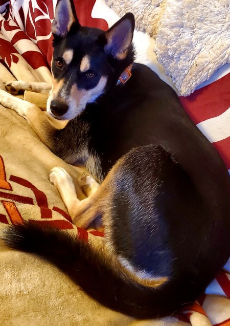 A dog lying on a blanket.