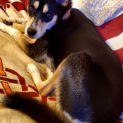 A dog lying on a blanket.