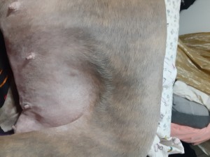 A lump on a dog's belly.