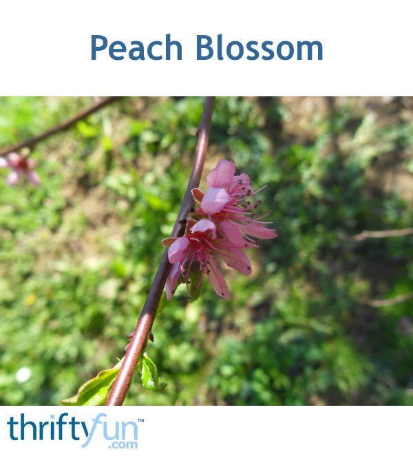 peach blossom spring review peach blossom spring review