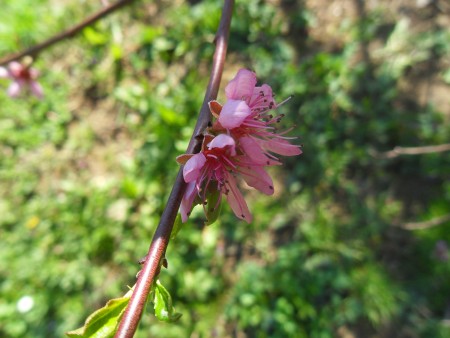 A peach blossom on a branch.