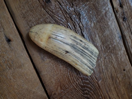 An old whale's tooth on a wood surface.