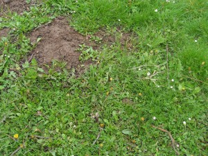 Ecological Ways to Drive Moles Out of the Garden