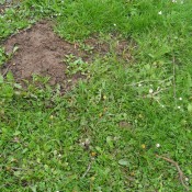Ecological Ways to Drive Moles Out of the Garden