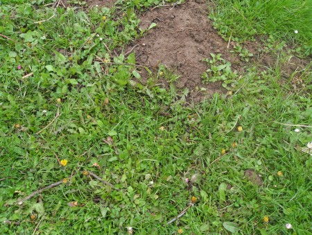Ecological Ways to Drive Moles Out of the Garden