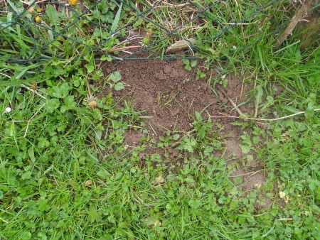 Ecological Ways to Drive Moles Out of the Garden