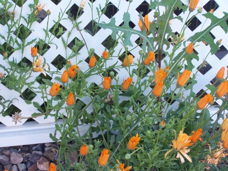 A bunch of orange flowers growing near lattice.