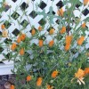 A bunch of orange flowers growing near lattice.