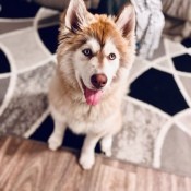 A young dog on a carpet.