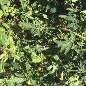 Tomatoes after being tamed.