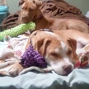 Two dogs lying on a bed.