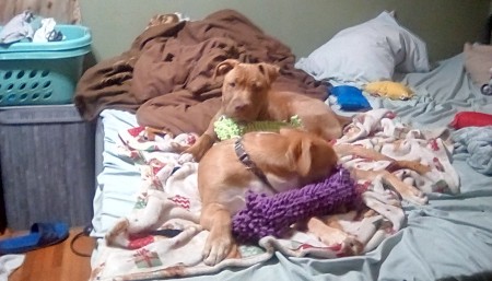 Two dogs lying on a bed.