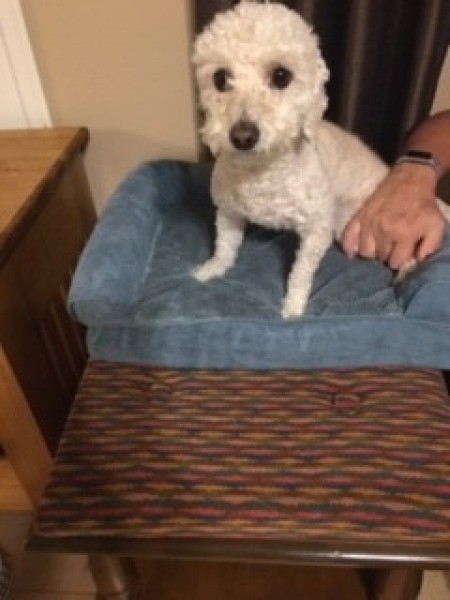 A dog sitting on top of the new ottoman.