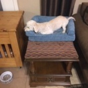 A dog sitting on top of the new ottoman.