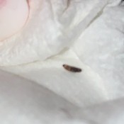 A bug on a white surface.