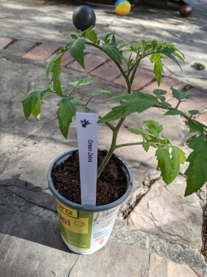 A plant label in a tomato plant.