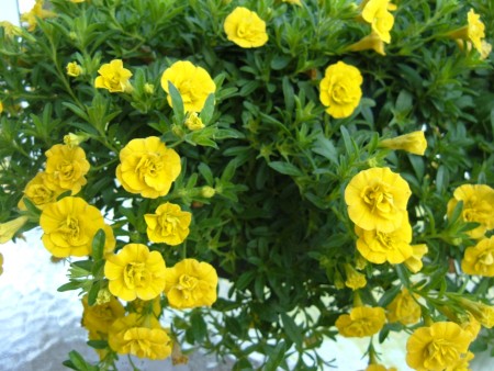 A plant with yellow flowers.