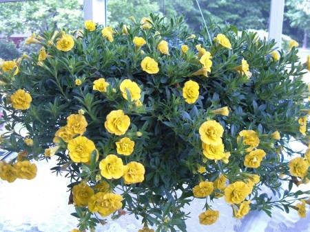 A plant with yellow flowers.