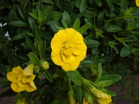 A close up of a yellow bloom on a plant.