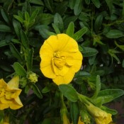 A close up of a yellow bloom on a plant.