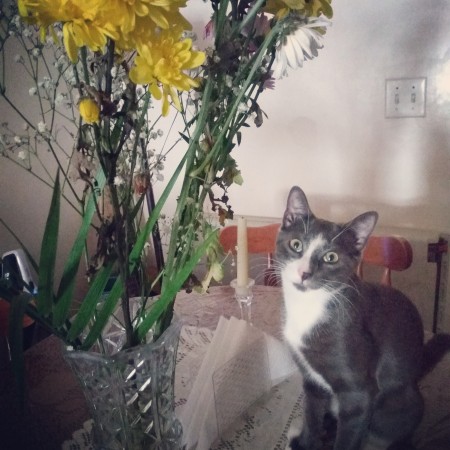 A grey and white cat by some flowers.