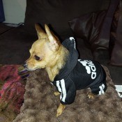 A small dog in an Adidas jacket.
