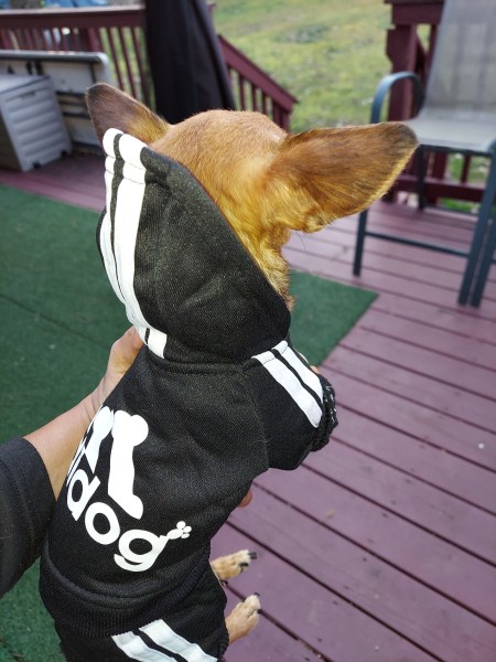 A small dog in an Adidas jacket.