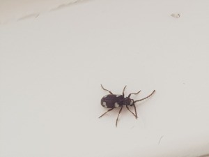 A small brown/black bug.