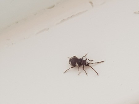 A small brown/black bug.