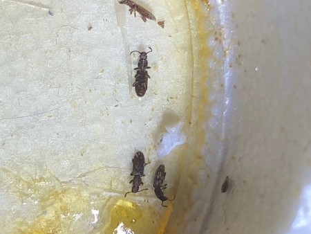 Critters in Crevices in Bedroom?