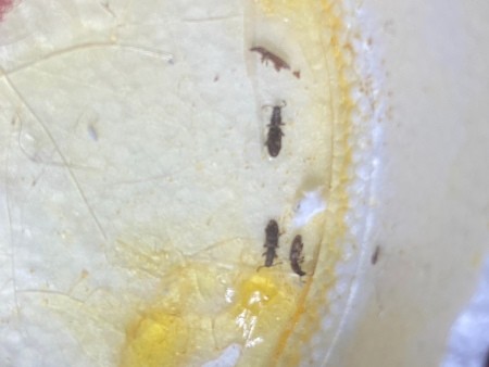 Critters in Crevices in Bedroom?