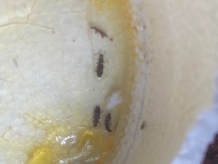 Critters in Crevices in Bedroom?