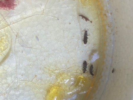 Critters in Crevices in Bedroom?