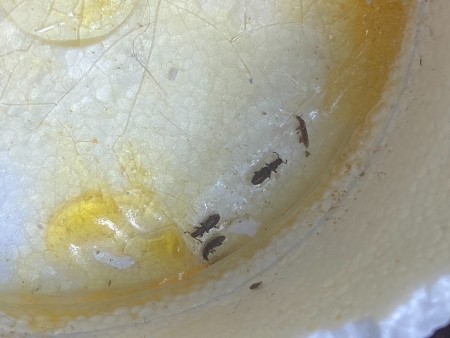 Critters in Crevices in Bedroom?