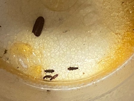 Critters in Crevices in Bedroom?