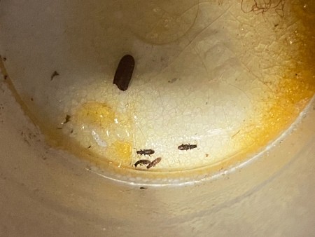 Identifying Household Bugs? | ThriftyFun