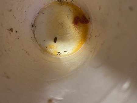 Critters in Crevices in Bedroom?