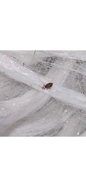 A small bug on a white surface.