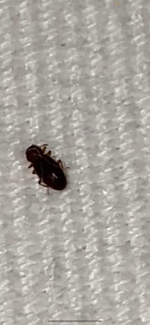 A small dark bug on a white background.