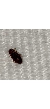 A small dark bug on a white background.