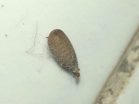What Insect Egg is This?