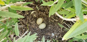 Two eggs left in a duck's nest.
