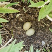 Two eggs left in a duck's nest.