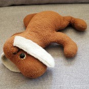 A small stuffed dog.