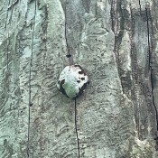 A pod on the side of a tree.
